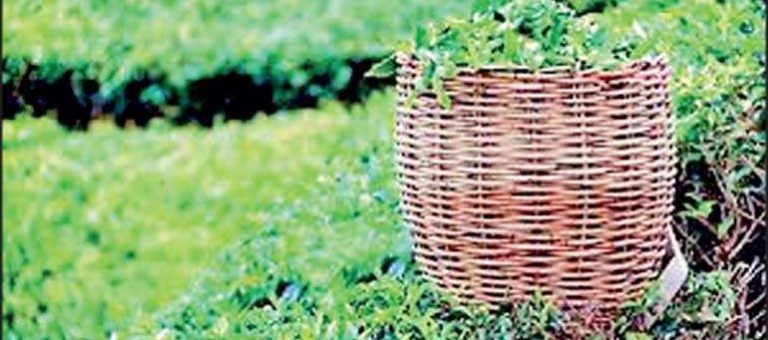 Tea industry continues with high crop, prices, and exports