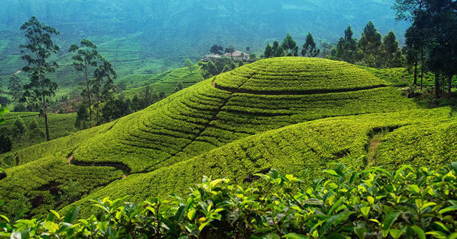 How do we market Sri Lanka globally as a unique country – green socio-economic system